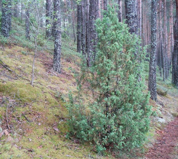 Можжевельник обыкновенный